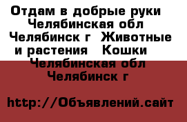 Отдам в добрые руки - Челябинская обл., Челябинск г. Животные и растения » Кошки   . Челябинская обл.,Челябинск г.